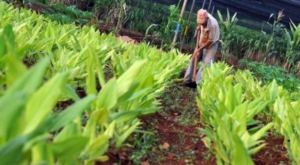 Cuba and Mongolia exchange on biotechnology in agriculture