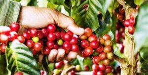 Cuban producers involved in a better coffee harvesting and storage