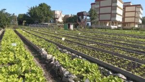 Conmemora Cuba aniversario del Programa de la Agricultura Urbana