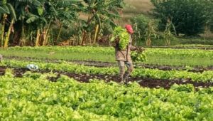 Destaca primer ministro valor de la Agricultura Urbana