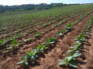 Tabacaleros de Pinar del Río en recta final de siembra