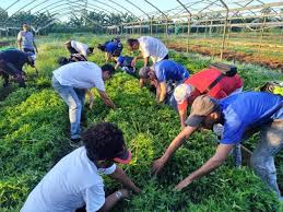 Este Domingo, Jornada Nacional de Trabajo Voluntario Este Domingo, Jornada Nacional de Trabajo Voluntario